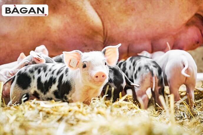 Zabezpieczenie hodowli świń w chlewni siatką do bioasekuracji